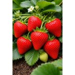 Jahodník Diamante v květináči – Sleviste.cz