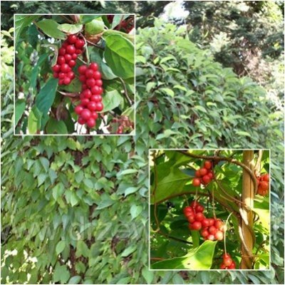 Klanopraška čínská - SCHISANDRA CHINENSIS /10 semen/ – Zbozi.Blesk.cz