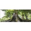 Obraz Skleněný obraz Tree Of Life 30x80 cm GLA905