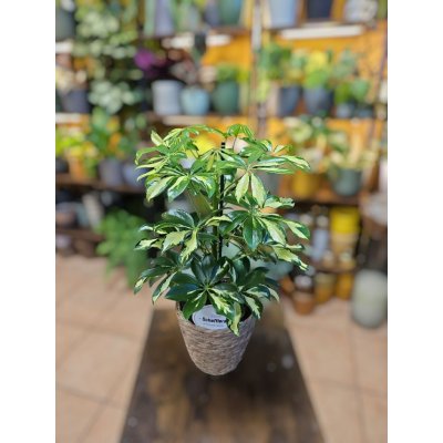 Schefflera Gerda – Zboží Dáma