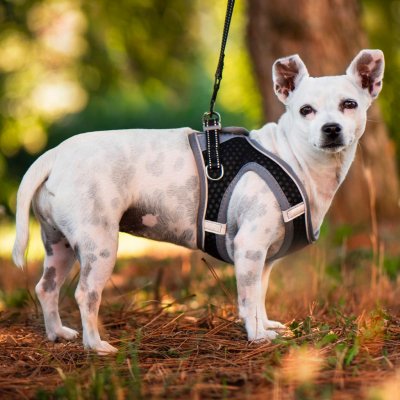 Vsepropejska Walk postroj pro psa s vodítkem – Zboží Dáma