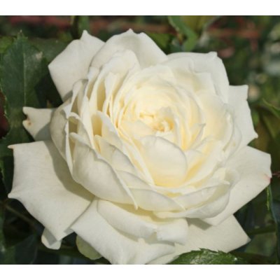 Růže pnoucí Kordes, Rosa Alaska, bílá, velikost kontejneru 2 l – Hledejceny.cz