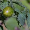 Rajče Limetto F1 - Lycopersicon esculentum - semena rajčete - 5 ks