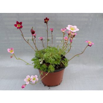 SAXIFRAGA ČERVENÁ - LOMIKÁMEN