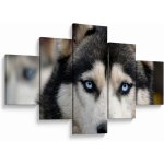 Obraz psa husky, pětidílný 125x70 cm – Hledejceny.cz