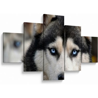 Obraz psa husky, pětidílný 125x70 cm – Hledejceny.cz