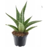 Gardners Sansevieria trifasciata Pineapple, průměr 7 cm Sanseveria, Tchýnin jazyk, Tenura – Zboží Dáma