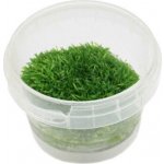 Utricularia graminifolia - Bublinatka trávolistá – Zboží Dáma