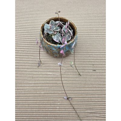 Ceropegia Woodii mini růžová – Hledejceny.cz