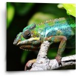 Sablio Obraz Chameleon - 50x50 cm – Hledejceny.cz