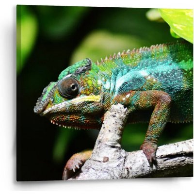 Sablio Obraz Chameleon - 50x50 cm – Hledejceny.cz