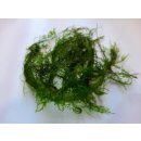 Leptodictyum riparium - Stringy mech