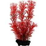 Tetra Myriophyllum heterophyllum - Red Foxtail 15 cm – Hledejceny.cz