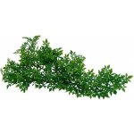 Lucky Reptile Horn Fern 40 cm – Hledejceny.cz