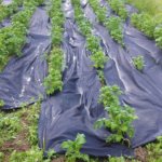 Gutta Zahradní textilie Agrotex 1,6 x 50 m 80 m2 – HobbyKompas.cz