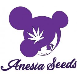 Anesia Seeds Frozen Black Cherry semena neobsahují THC 3 ks