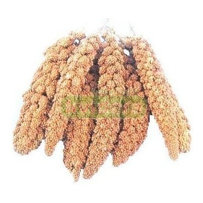 Kvídera Krmné směsi Proso senegalské klasy žluté 1 kg – Sleviste.cz