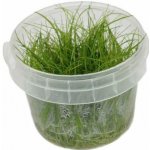 Eleocharis sp. Mini – Zboží Dáma