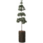 Ib Laursen Umělý stromek Cedar Tree 60 cm zelená barva plast – Zboží Mobilmania