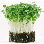 Toraf Microgreens, semínka na klíčky - Rukola (roketa) 10g – Zboží Mobilmania