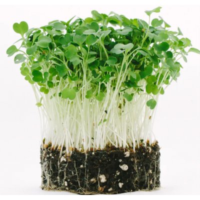 Toraf Microgreens, semínka na klíčky - Rukola (roketa) 10g – Zboží Mobilmania