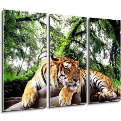 Obraz 3D třídílný - 105 x 70 cm - Tiger looking something on the rock in tropical evergreen forest Tygr hledá něco na skále v tropickém stálezeleném lese – Zbozi.Blesk.cz