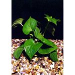 Houttuynia cordata - Touleň srdčitá – Zboží Dáma Houttuynia cordata - Touleň srdčitá – Zboží Dáma