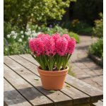 Sadbový set hyacint Produkty: Hyacint 'Scarlet Pearl' – Hledejceny.cz