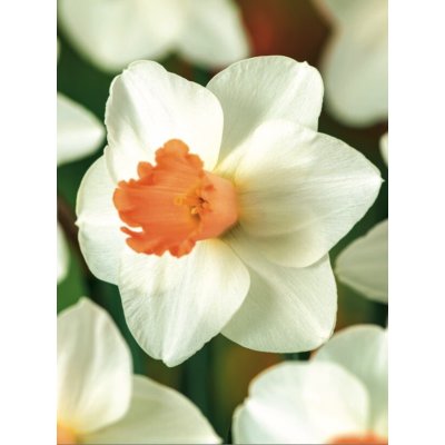Narcis SKYPE - narcissus – Hledejceny.cz