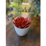 Echeveria červená XXL – Zboží Dáma