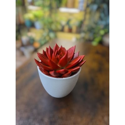 Echeveria červená XXL – Zboží Dáma
