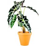 Gardners Alocasia amazonica Polly, průměr 11-12 cm Alokásie, Alokázie – Zboží Mobilmania