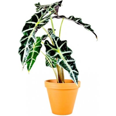 Gardners Alocasia amazonica Polly, průměr 11-12 cm Alokásie, Alokázie – Zboží Mobilmania