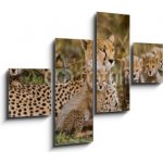 Obraz 4D čtyřdílný - 120 x 90 cm - Mother cheetah and her cubs in the savannah. Kenya. Tanzania. Africa. National Park. Serengeti. Maasai Mara. An excellent illustration – Sleviste.cz