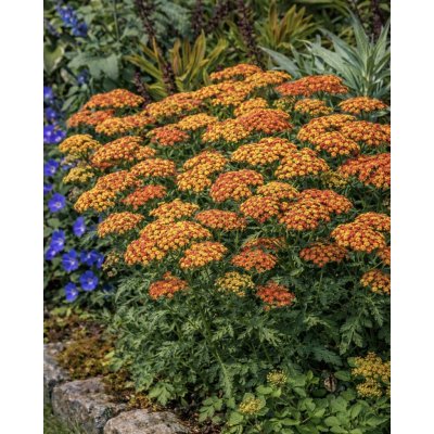 Řebříček obecný 'Tricolor' 1 ks – Zboží Mobilmania