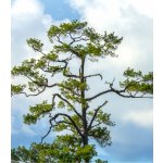 Borovice čínská - Pinus tabuliformis - prodej semen - 15 ks – Hledejceny.cz