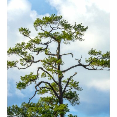 Borovice čínská - Pinus tabuliformis - prodej semen - 15 ks – Hledejceny.cz