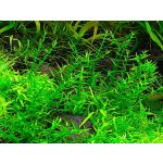 Gratiola viscidula – Zboží Dáma