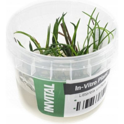 Littorela uniflora – Hledejceny.cz