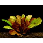Echinodorus Red Flame XXL – Zboží Mobilmania