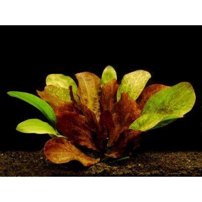 Echinodorus Red Flame XXL – Zboží Mobilmania