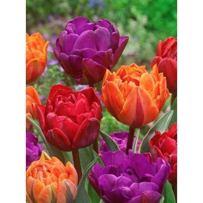 MIX DVOJITÉ - TULIPÁNY Množství cibulek v jednom balení: 5 ks – Zboží Dáma