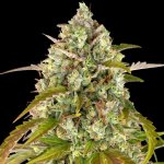 Barney's Farm Pineapple Express AUTO semena neobsahují THC 3 ks – Zboží Dáma