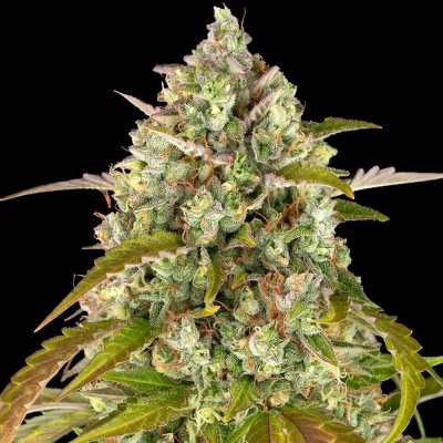 Barney's Farm Pineapple Express AUTO semena neobsahují THC 3 ks – Zboží Dáma