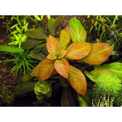 Ludwigia sp. Atlantis 5,5 cm – Zboží Mobilmania