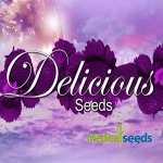 Delicious Seeds Delicious Candy Early Version semena neobsahují THC 5 ks – Zboží Mobilmania