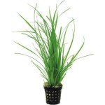 Cyperus helferi - Šáchor Helferův – Zboží Dáma