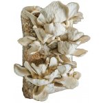 PLANTO Směs pro pěstování Hlíva ústřičná 15kg (Pleurotus ostreatus) PO-15KG-HU – HobbyKompas.cz