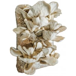 PLANTO Směs pro pěstování Hlíva ústřičná 15kg (Pleurotus ostreatus) PO-15KG-HU