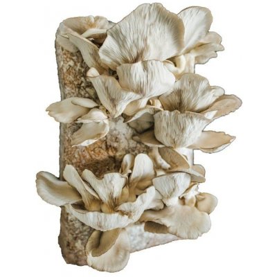 PLANTO Směs pro pěstování Hlíva ústřičná 15kg (Pleurotus ostreatus) PO-15KG-HU – HobbyKompas.cz